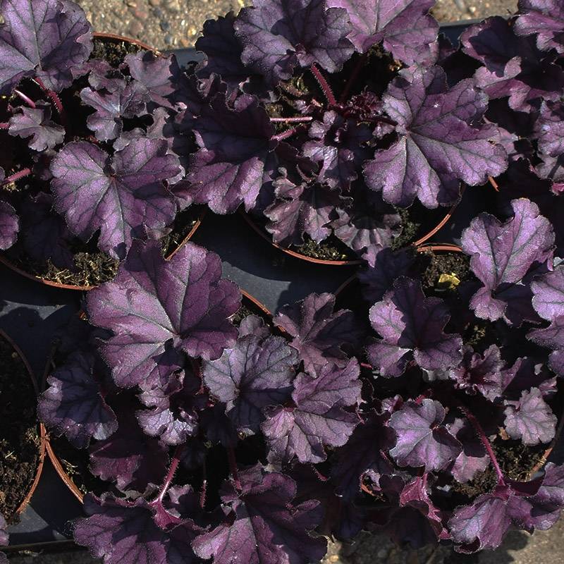 Alunrod (Heuchera 'Forever Purple') 13 cm