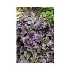 Alunrot OMNIA GARDEN Heuchera 'Obsidian' 3-pack