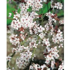 Häck Körsbärsplommon 50-80Cm 100-Pack Barrot