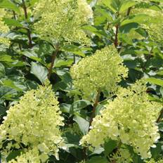 Syrénhortensia (Storlek: 30-40 C3)