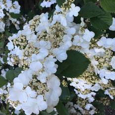 Japansk Snebolle - Viburnum plicatum ´Tennessee´ 80-100 cm