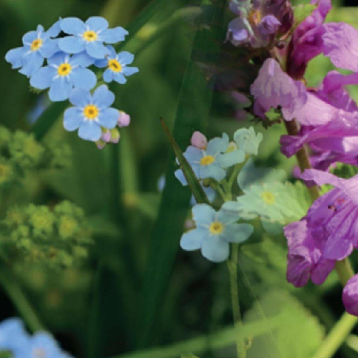 Blomstermix 'Skyggetolerant blanding' - flere størrelser - 16 g - nok til 7-8 m2