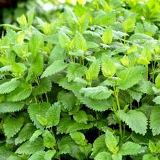 Citronmelisse 'Lemona' Øko