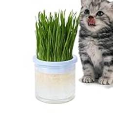 Cat Senses Grass Planter - Husdjur Grass Planter, Clear Hydroponic Cat Grass bricka | Husdjurstillbehör, kattkruka, groningsbricka för inomhuskatter, växtskålar för kattungar Present till katter de ko