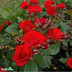 Floribundaros 'Allotria' 1-pack barrot