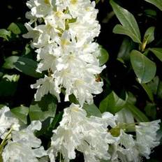 'Cunningham's White'