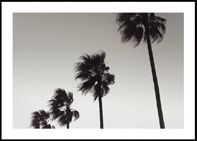 Palm (70x100cm) - Plakater > Fotografiska Posters, Svart och Vit Posters, Botaniska Posters, Natur Posters, BD, LANGFIX
