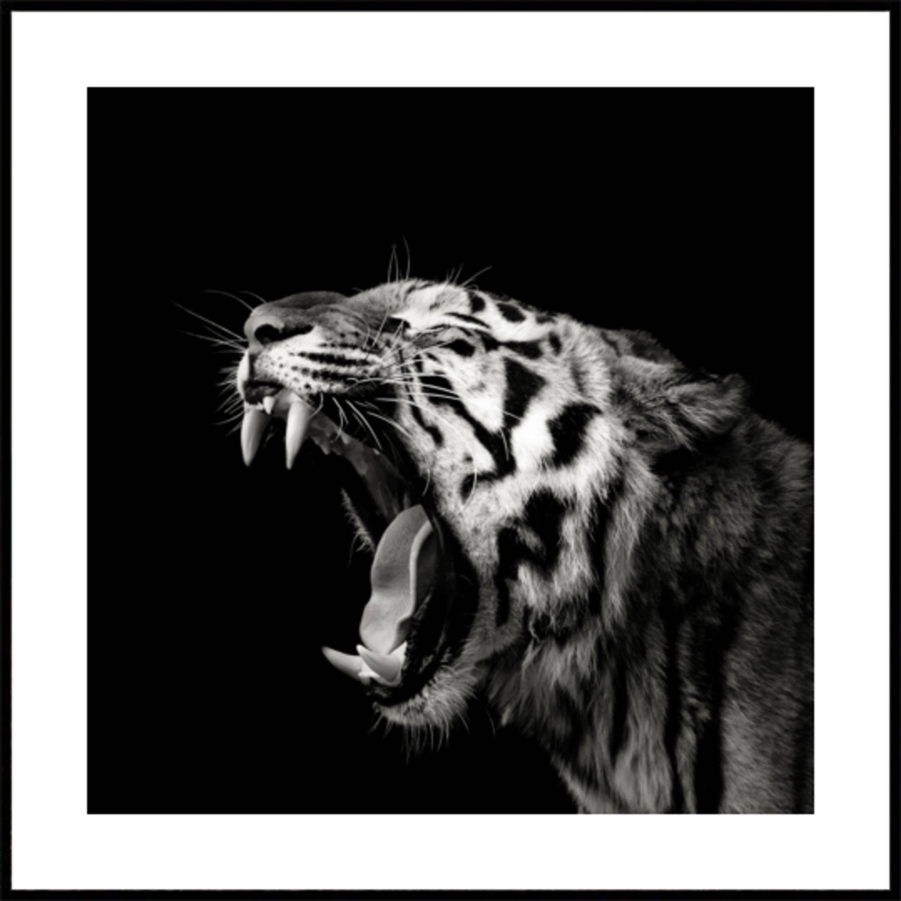 Roaring Tiger Portrait (40x40) - Plakater > Osorterade verk, BD