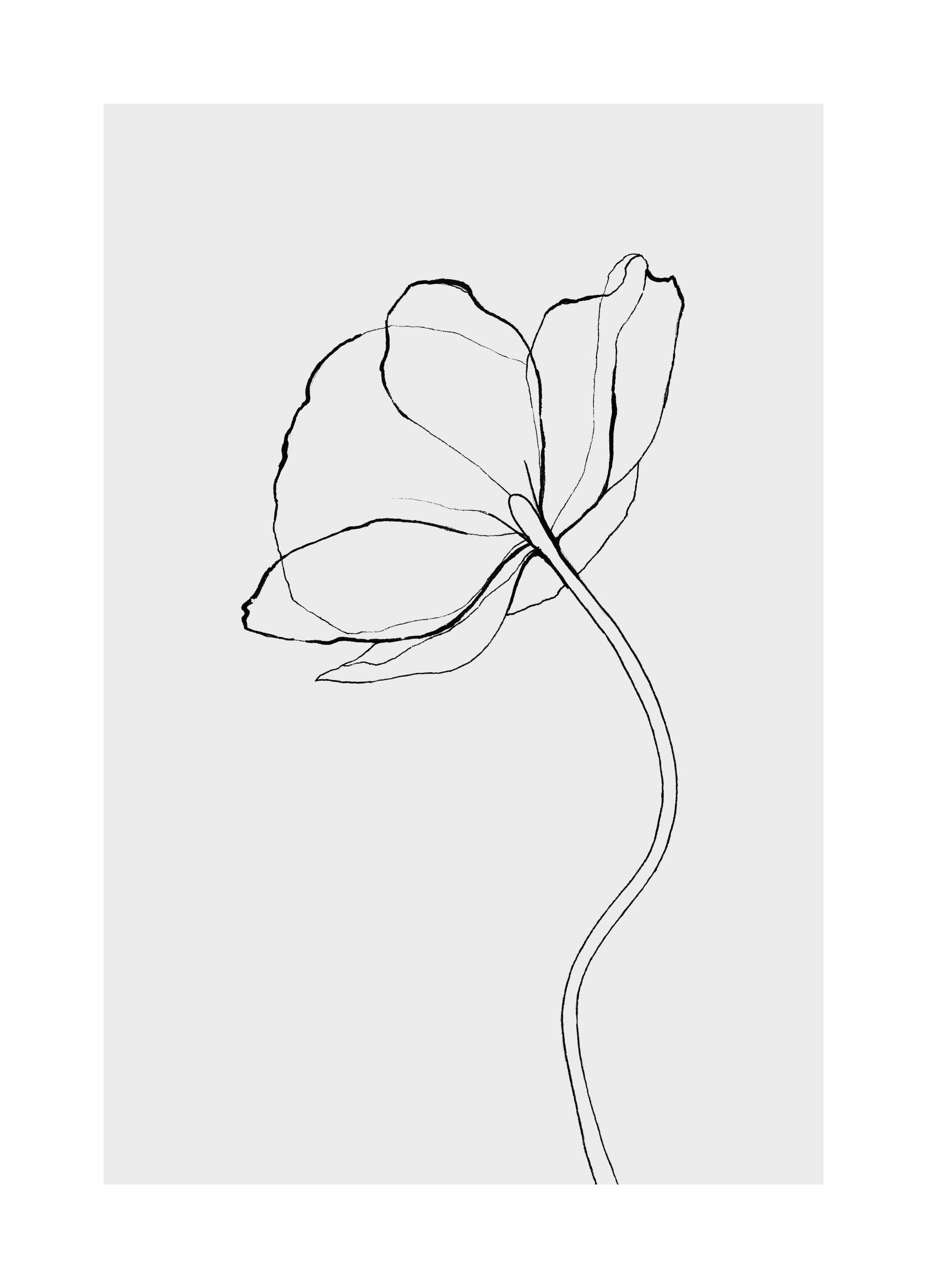 Line Poppy Poster (30x40 cm)