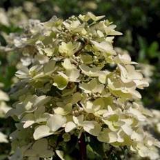 Syrén-hortensia 'Wims Red'