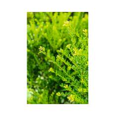 Japansk järnek OMNIA GARDEN Ilex crenata 'Green Hedge' Co 100-pack
