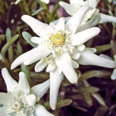 Ægte Edelweiss, frø