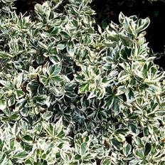Krybende Benved (Euonymus fortunei 'Emerald Gaiety') Potte 12 cm
