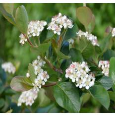 Surbær (Aronia melanocarpa) 125 cm - Færdighæk