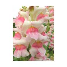 Løvemund. Antirrhinum majus maximum. Appleblossom. Frø.