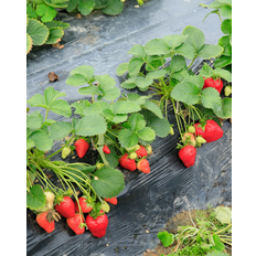 Immerbær, Fragaria vesca 'Rügen' – 10-20 cm