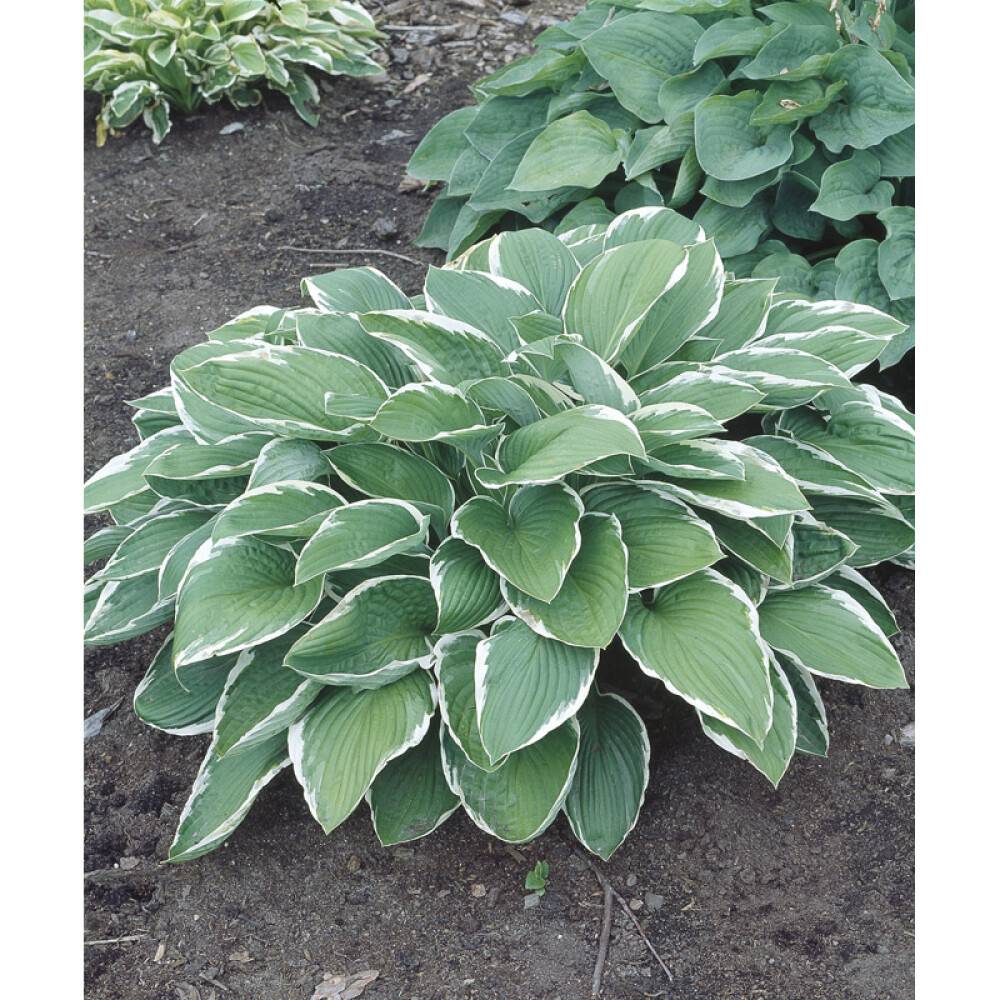 PERENN BLOMSTERFUNKIA FRANCEE PRYDNAD 6-PACK
