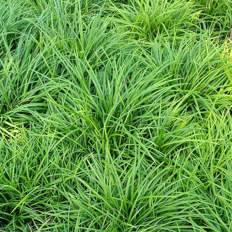 Star (Carex Pilosa 'Copenhagen Select')