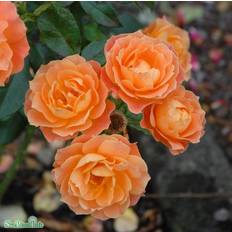 Floribundaros 'Fellowship' 5-pack barrot