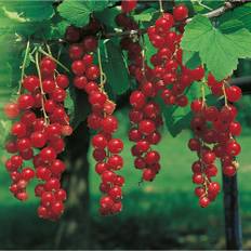 Omnia Garden Vinbärsbuske Röda Jonkheer van Teets - 3-pack