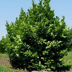 Hæk-Kirsebærlaurbær 'Rotundifolia'