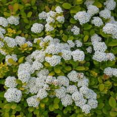 Björkspirea (Storlek: 25-30 C3)