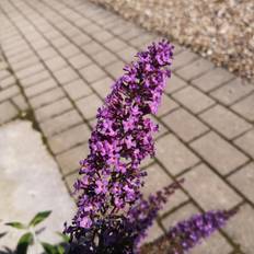 Sommerfuglebusk Ile de France - Buddleja davidii Ile de France
