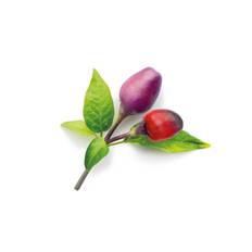 Click & Grow Smart Garden 9-pack refill - Purple Chili Pepper