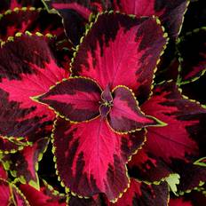 Palettblad 'Sun Chocolate Covered Cherry'
