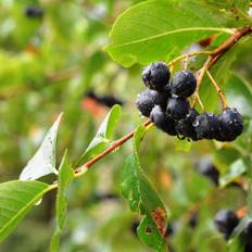 Sortfrugtet Surbær 40-80 cm. - Aronia melanocarpa