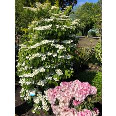 Japansk Snebolle (Viburnum plicatum 'Kilimandjaro') 200-250 cm