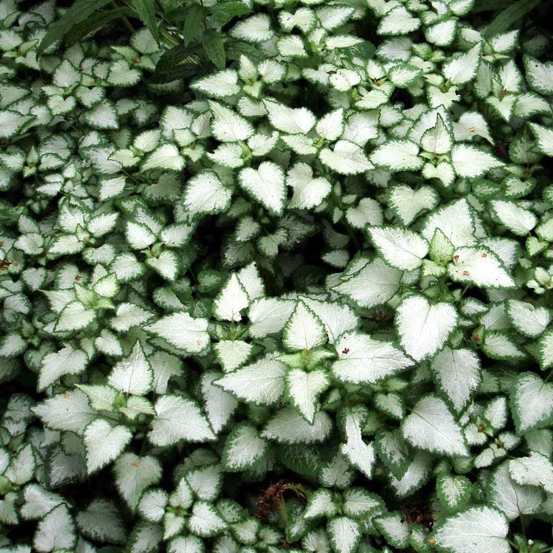 Tvetand Plettet (Lamium maculatum 'Pink Pewter')