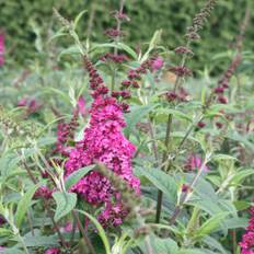 Syrenbuddleja, Fjärilsbuske - Buddleja davidii Miss Ruby ® (Storlek: busk C3,5)