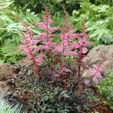 Fjäderastilbe (Krukstorlek: 0,5-1L)