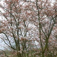 Storblommig häggmispel (Storlek: 50-60 C)