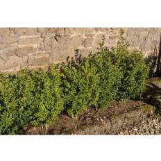 Småbladig buxbom OMNIA GARDEN Buxus microphylla 'Faulkner' 20-30cm 100-pack
