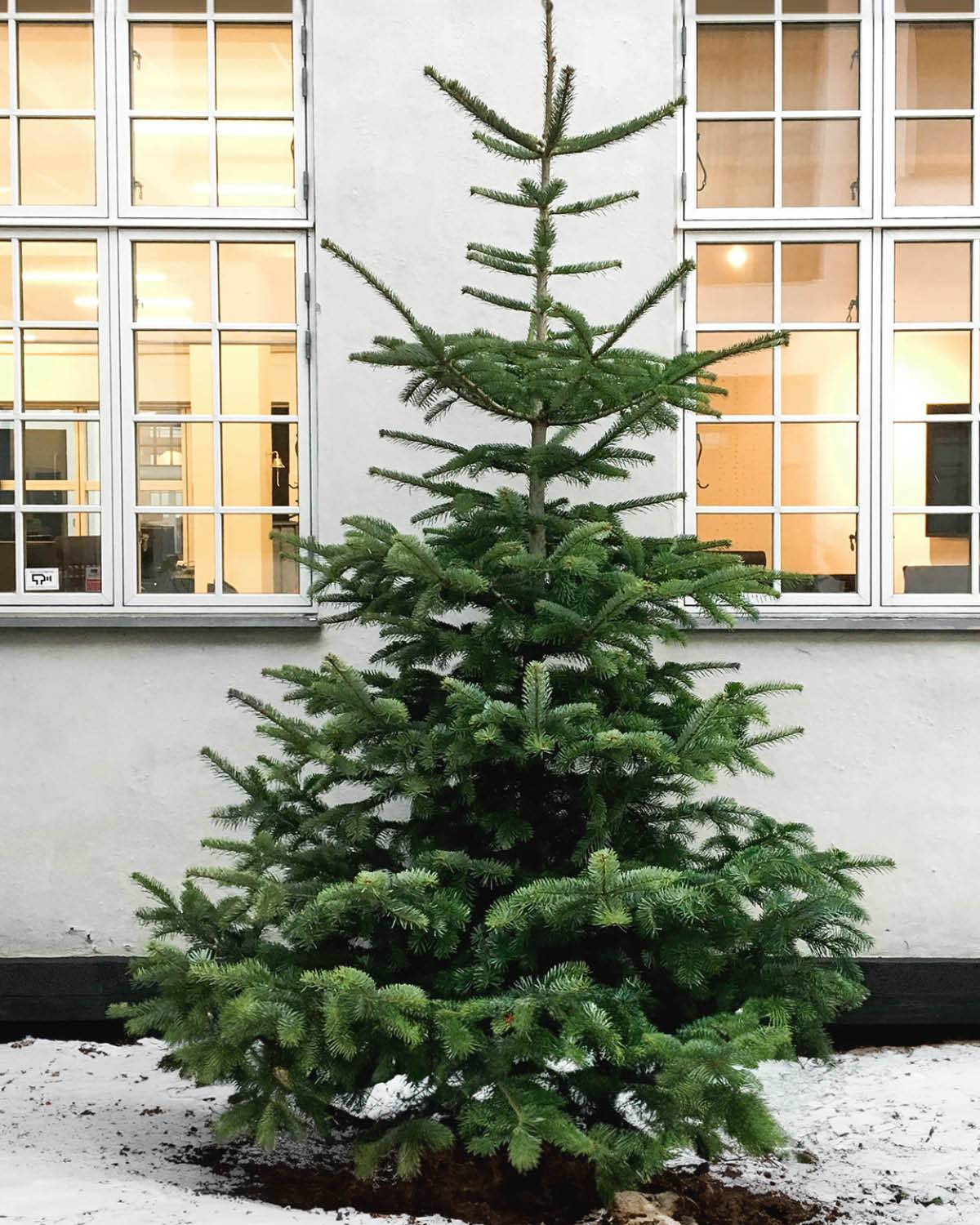 Økologisk Nordmannsgran Juletræ - Flere varianter - 250-300 cm / Med / Nej