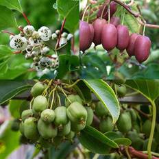 Kiwiri's Kiwibeeren Trio - 3 Kiwipflanzen (Actinidia arguta) - Mini Kiwi - Sortengarantie direkt vom Züchter