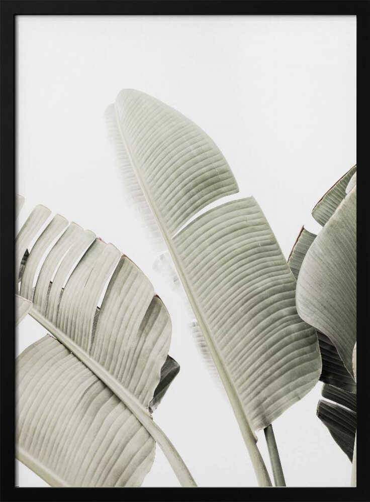 Banana leaf 1 Poster - 50x70 cm / 20x28″