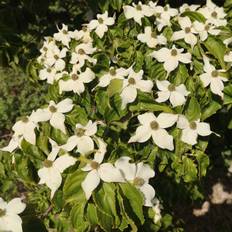 Koreakornel Chinensis 40-80 cm. - Cornus kousa Chinensis