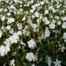 Vintergrøn Alba - Vinca minor Alba