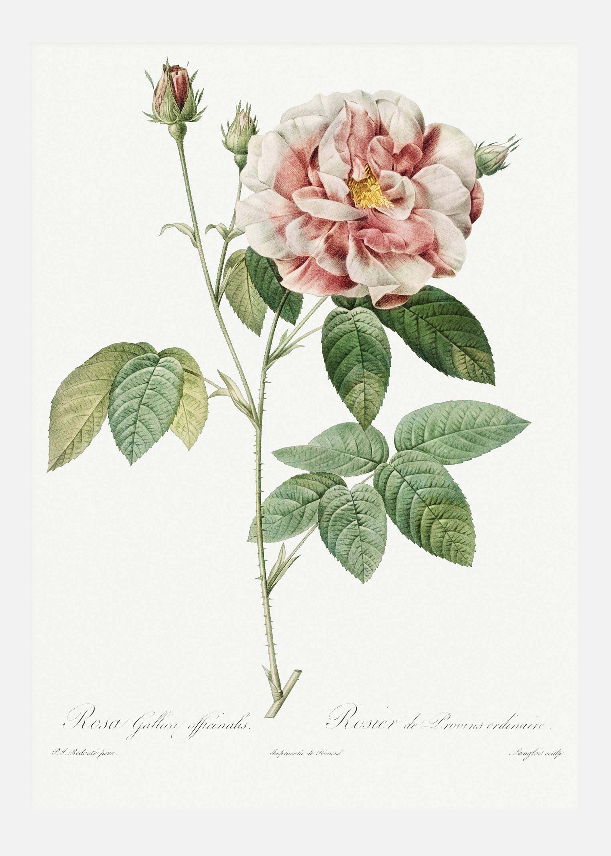 Rose Canvastavla (30x40 cm)