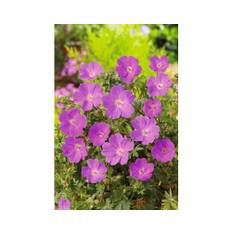 Blodnäva OMNIA GARDEN Geranium sanguineum 'Max Frei' 6-pack