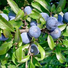 Slåen - Prunus spinosa