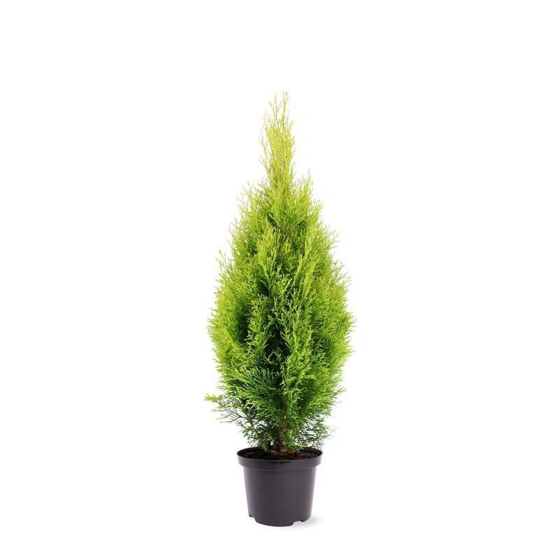 Thuja (Thuja occidentalis 'Golden Smaragd') 90-120 cm