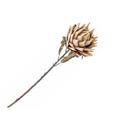 Bloomingville Protea blomst - natur