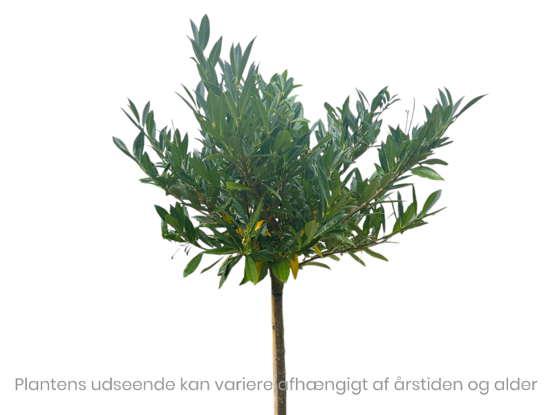Prunus laur. Otto luyken 180 cm stamme