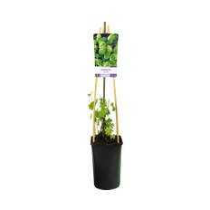 Humle OMNIA GARDEN Humulus lupulus 5-pack