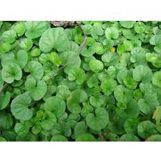Gotu kola -Centella asiatica eko.
