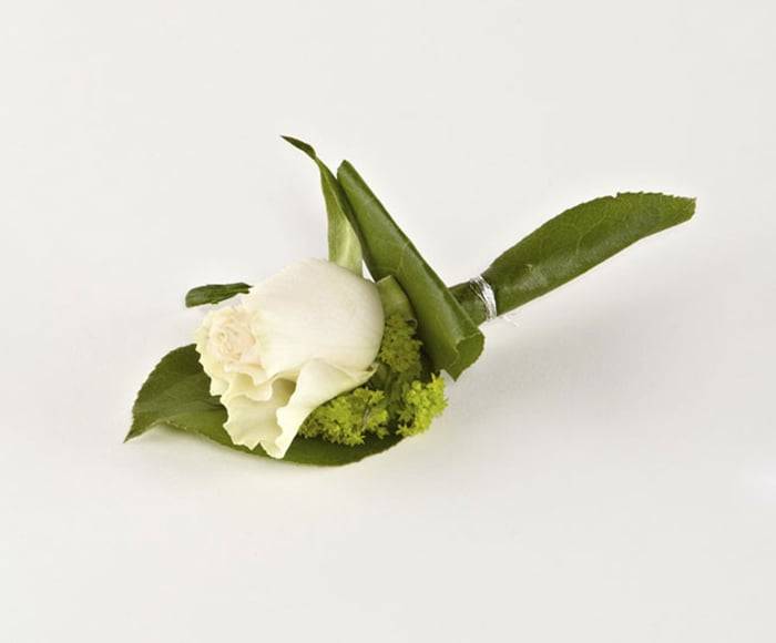 Knaphulsblomst, almindelig rose